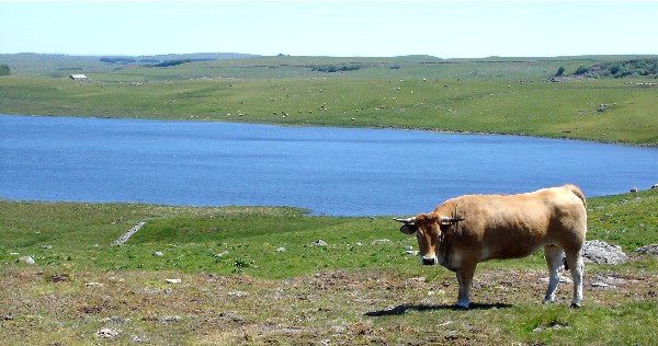 LAC DE SAINT-ANDEOL  France Auvergne-Rhône-Alpes Cantal Marchastel 15400