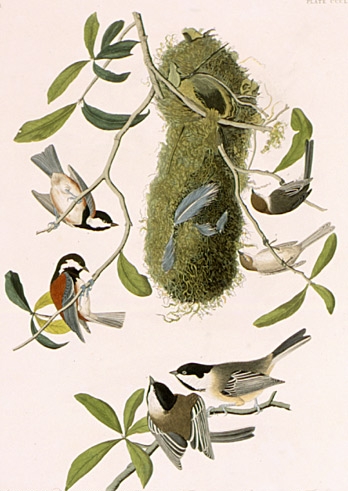 File:Audubon-Paridae.jpg