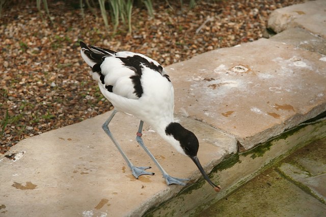 Avocet - geograph.org.uk - 1012950