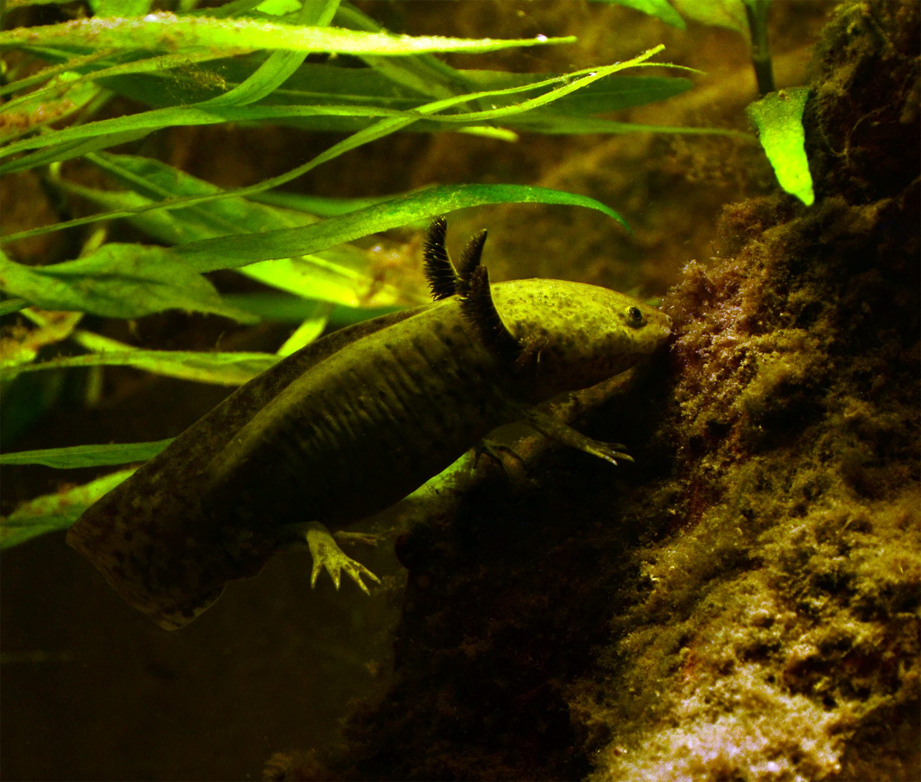 File Axolotl Ambystoma Mexicanum Aquarium Liege 1 Jpg Wikimedia Commons