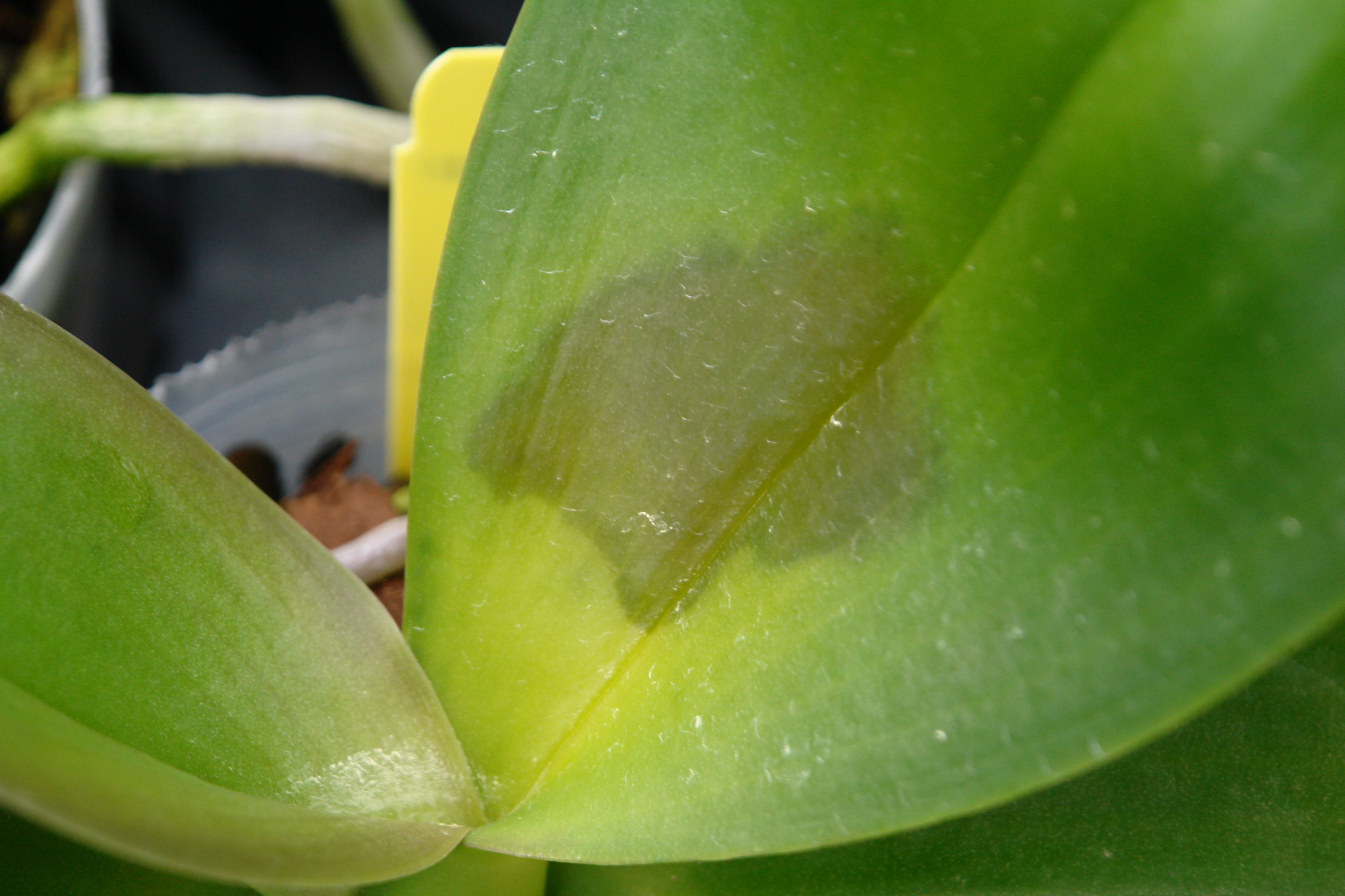 мучнистая роса на орхидеях фото