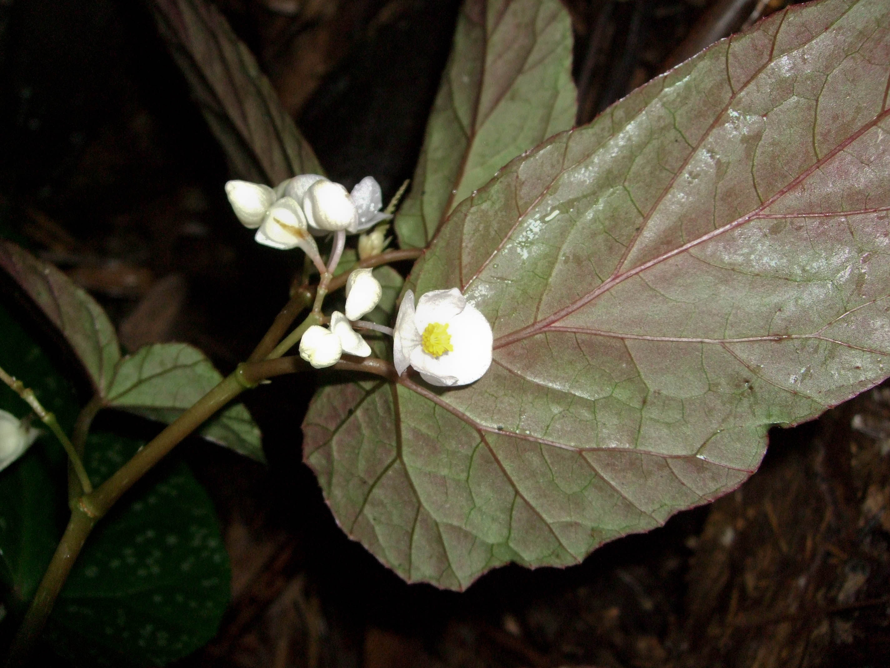 File Begonia Taiwaniana 台湾秋海棠 By 石川 Shihchuan 002 Jpg Wikimedia Commons