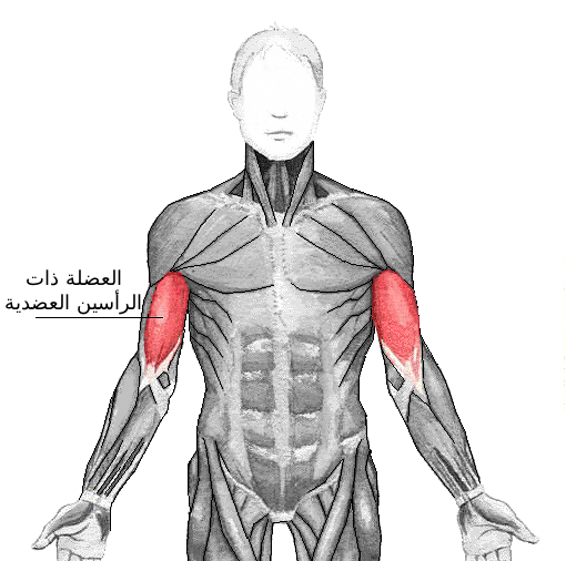 صورة:Biceps brachii-arabic.png