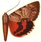 Illustration Catocala violenta.JPG