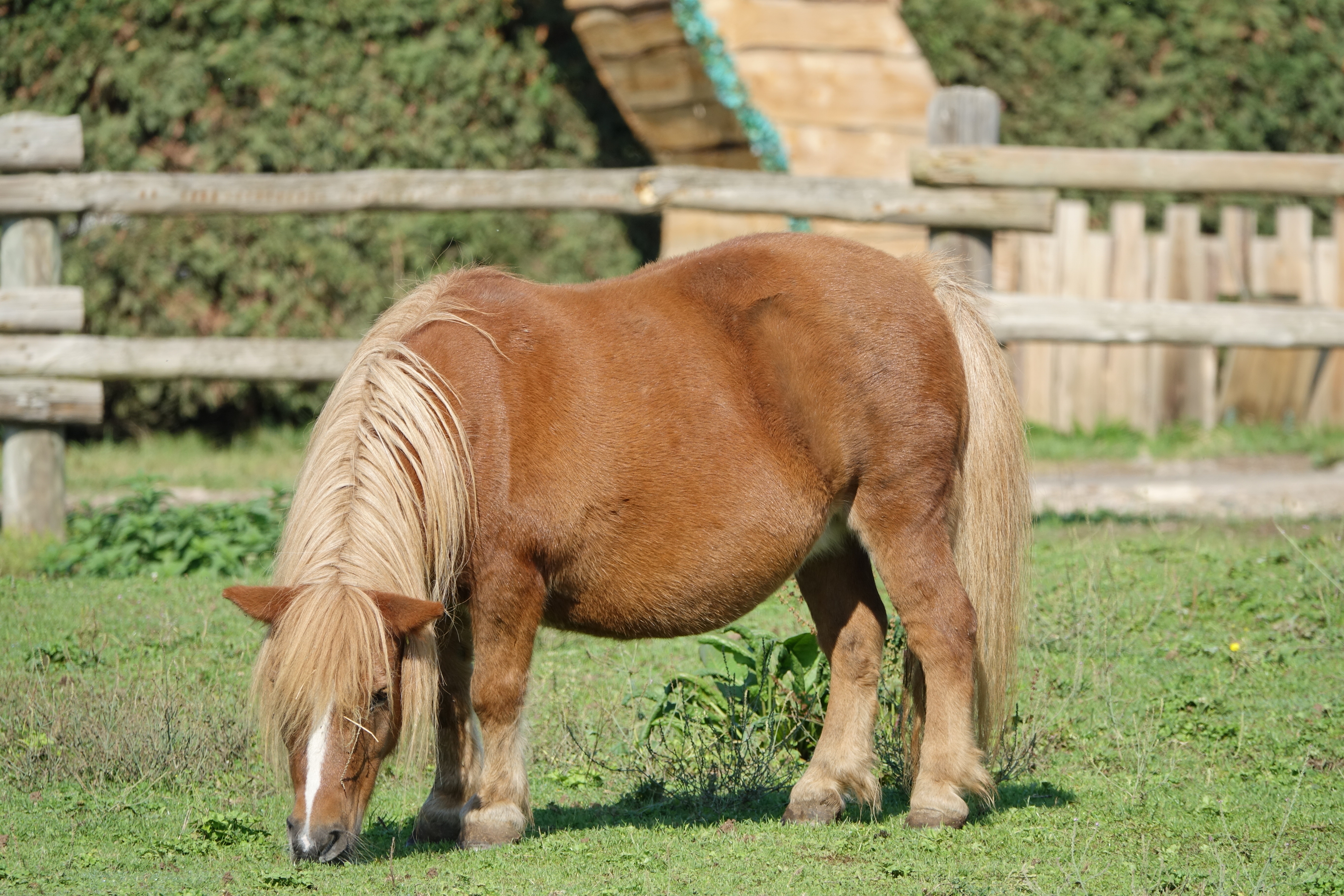 Shetland (cheval) — Wikipédia
