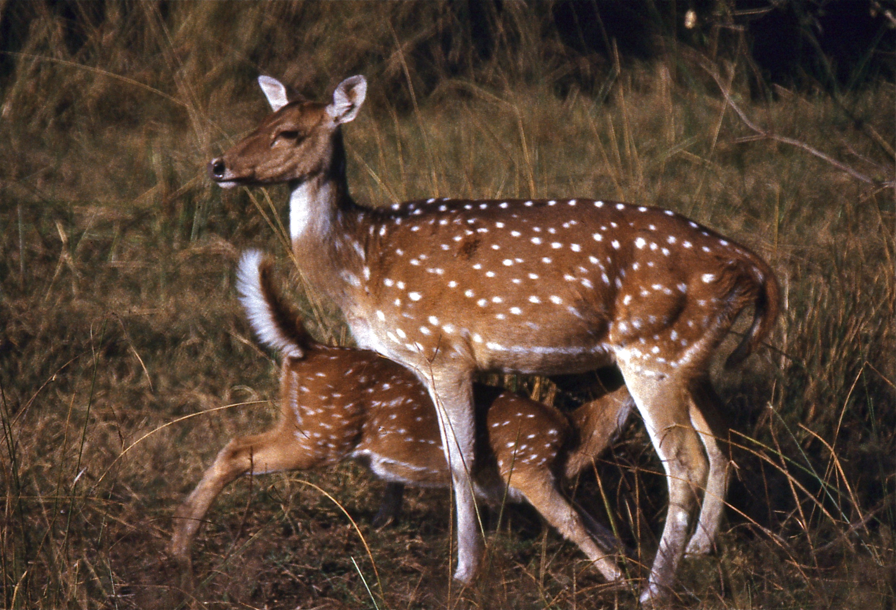 File:Chitals (Axis axis) doe and fawn (19723516843).jpg - Wikimedia Commons