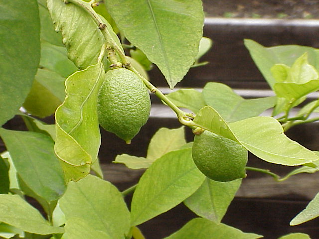 File:Citrus limon0.jpg