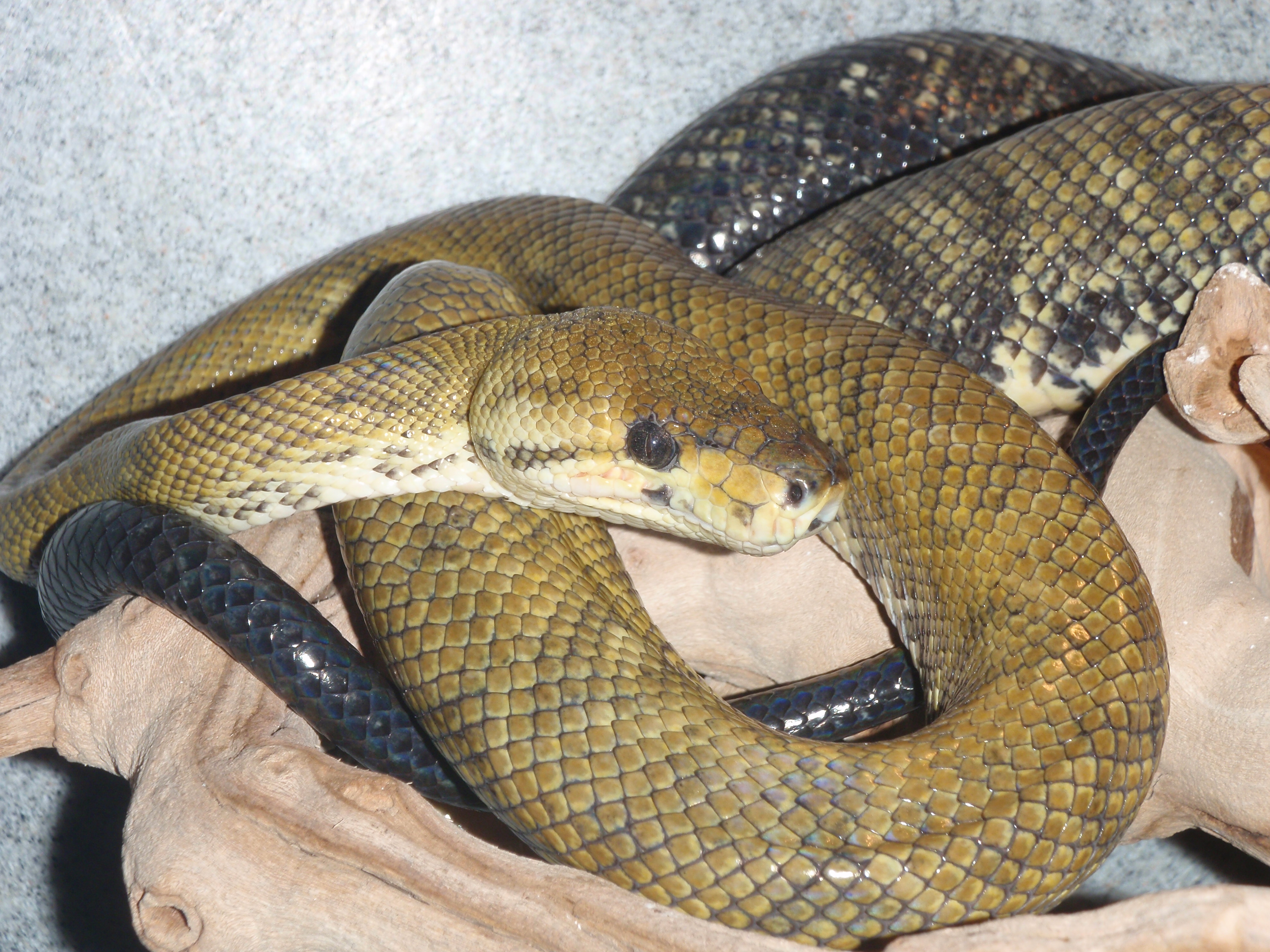 Snake Scales Texture of a Tree Boa, Corallus enydris, Constricto Photograph  by Wernher Krutein - Pixels