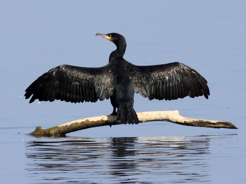 File:Cormorant (Phalacrocorax carbo) (17).JPG