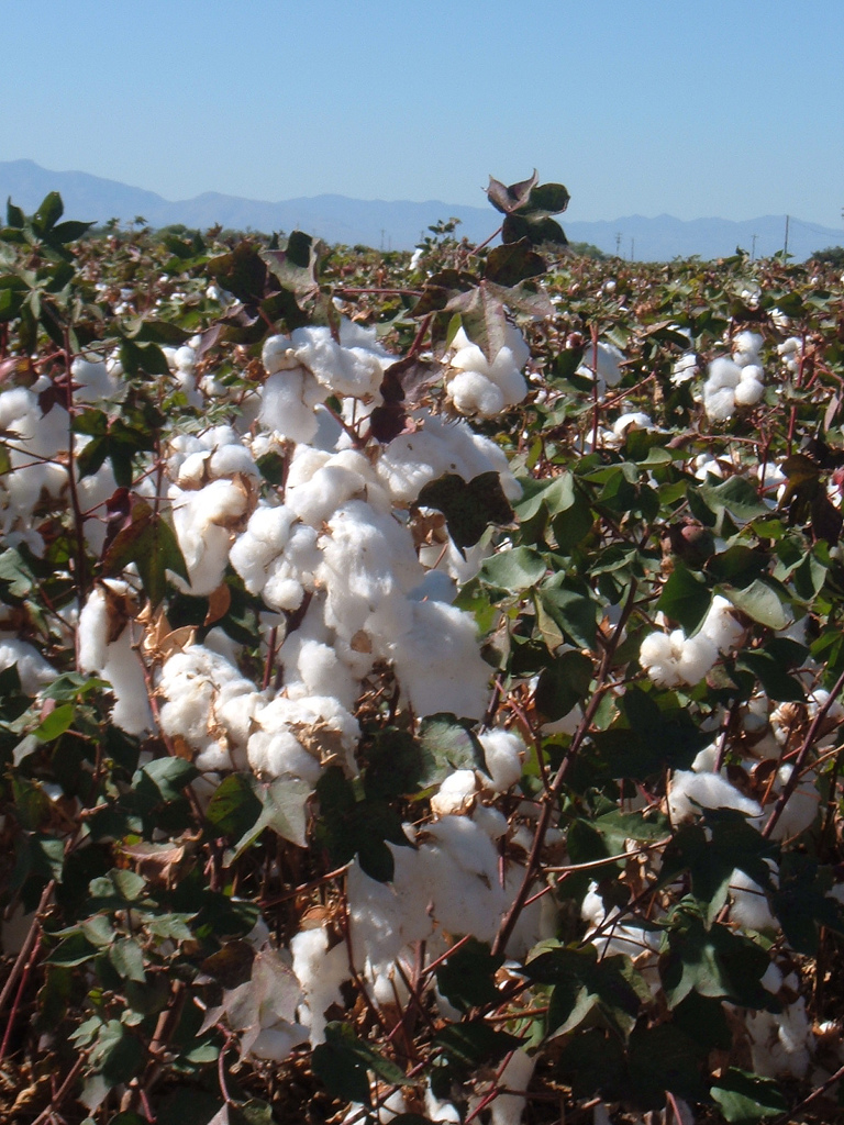 Cotton field outside Safford, Arizona.jpg