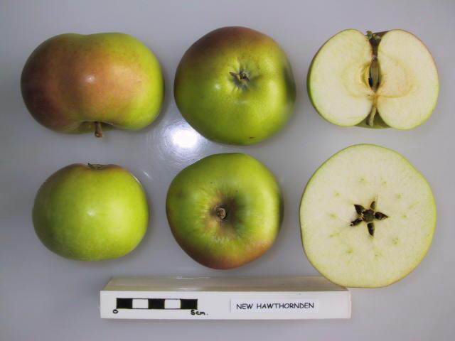 File:Cross section of New Hawthornden, National Fruit Collection (acc. 1967-055).jpg