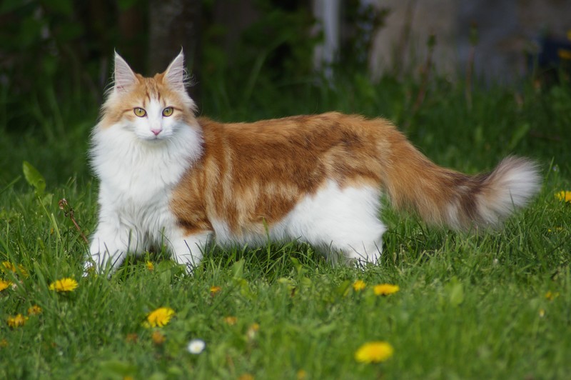 Majestic hot sale forest cat