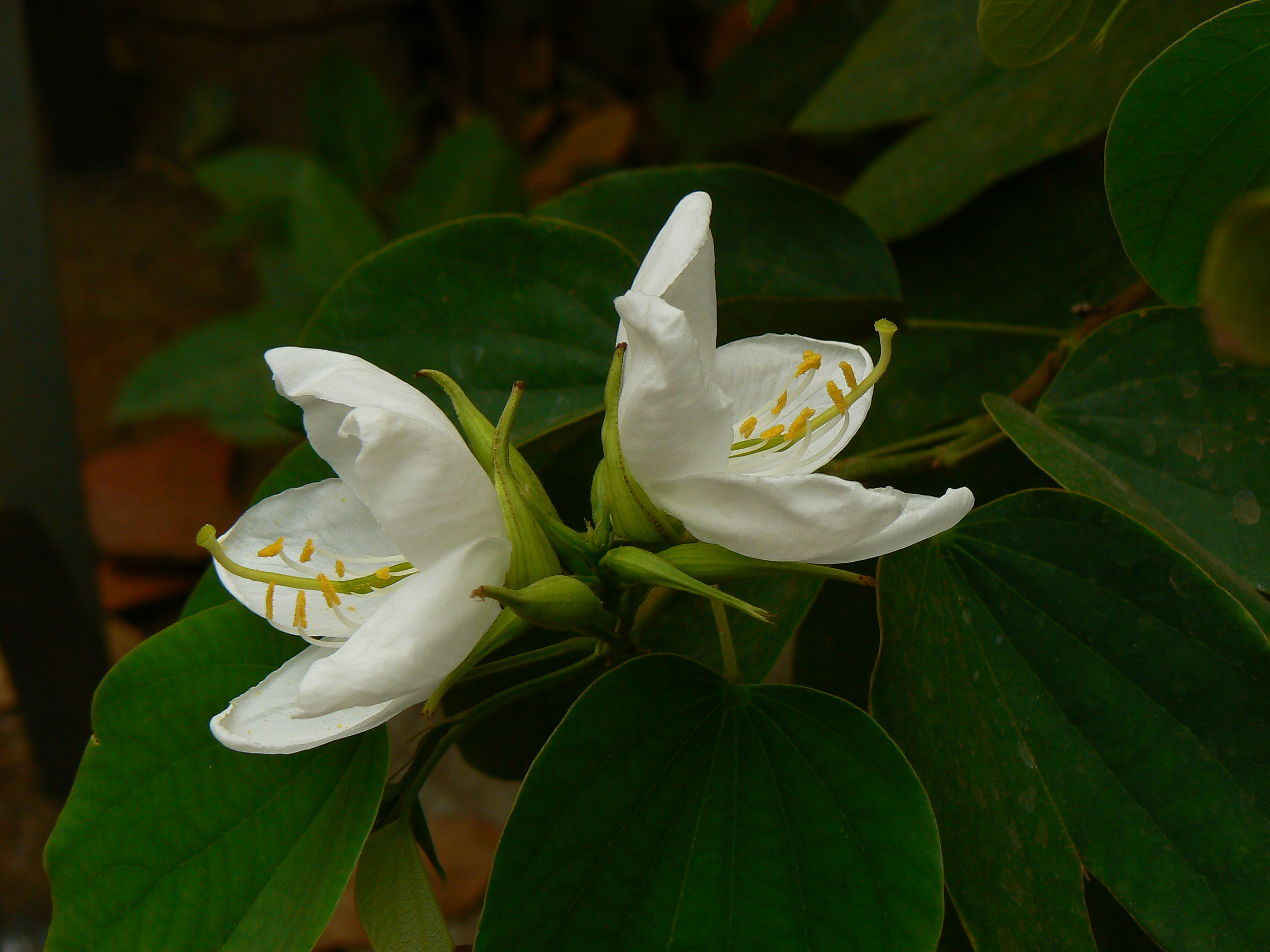 File Dwarf White Orchid Tree Jpg Wikimedia Commons