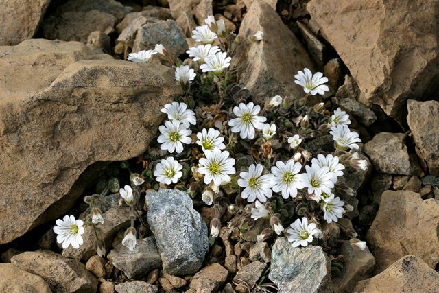 File:Edmondston's Chickweed, Keen of Hamar CRW 2437.JPG