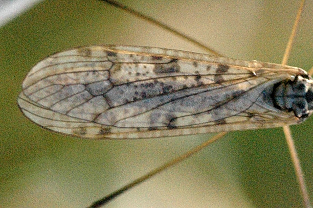 File:Eloeophila.maculata.wing.detail.jpg