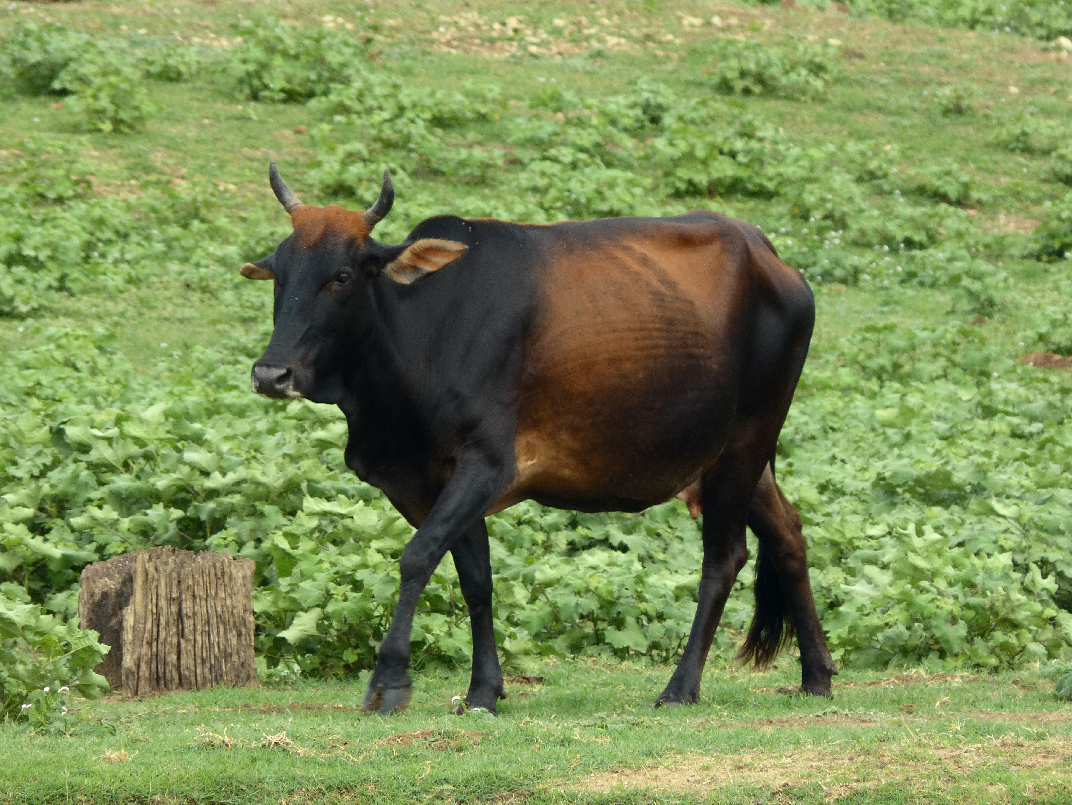 zebu coloring page