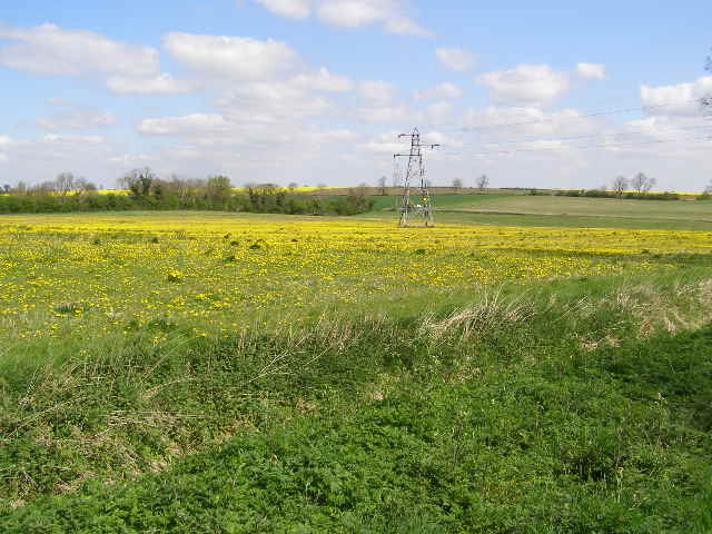 File:Field of dandelions - geograph.org.uk - 410882.jpg