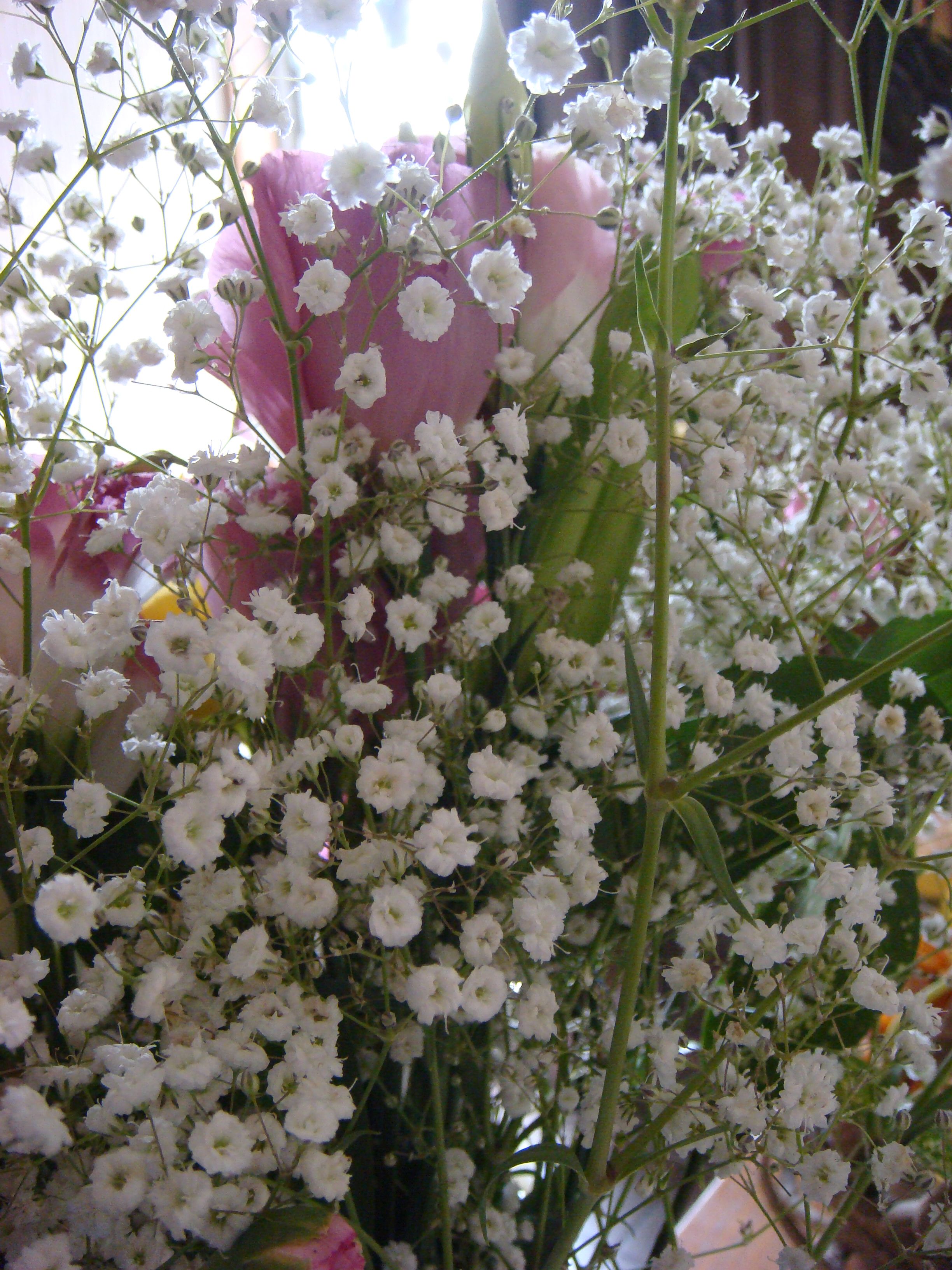 Gypsophila Elegans Wikipedia