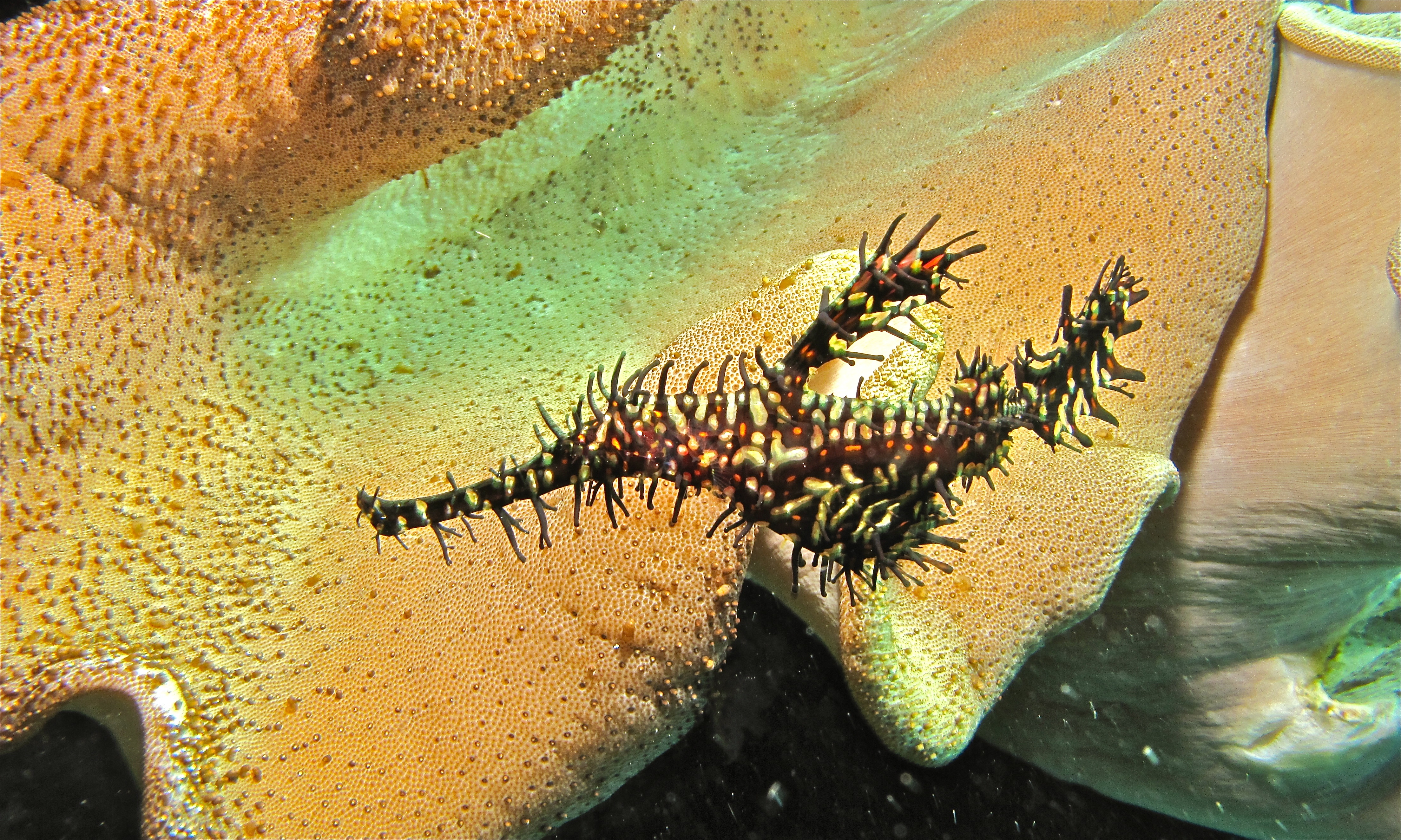 Harlequin Ghost Pipefish (Solenostomus paradoxus) (6079526587).jpg