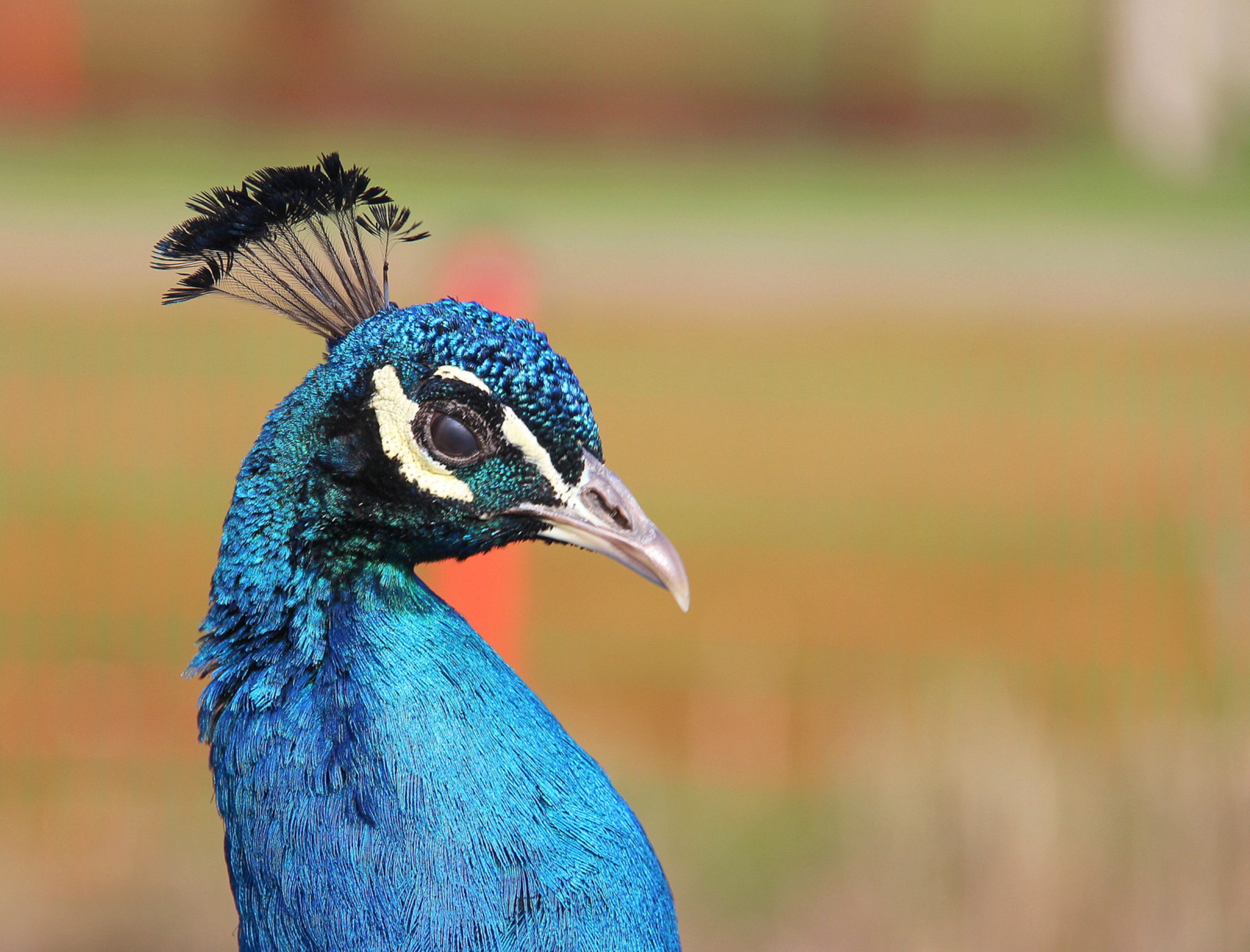 File:Ghi, pettingzoo (escaped peacock - not school pecock!)5.jpg -  Wikimedia Commons