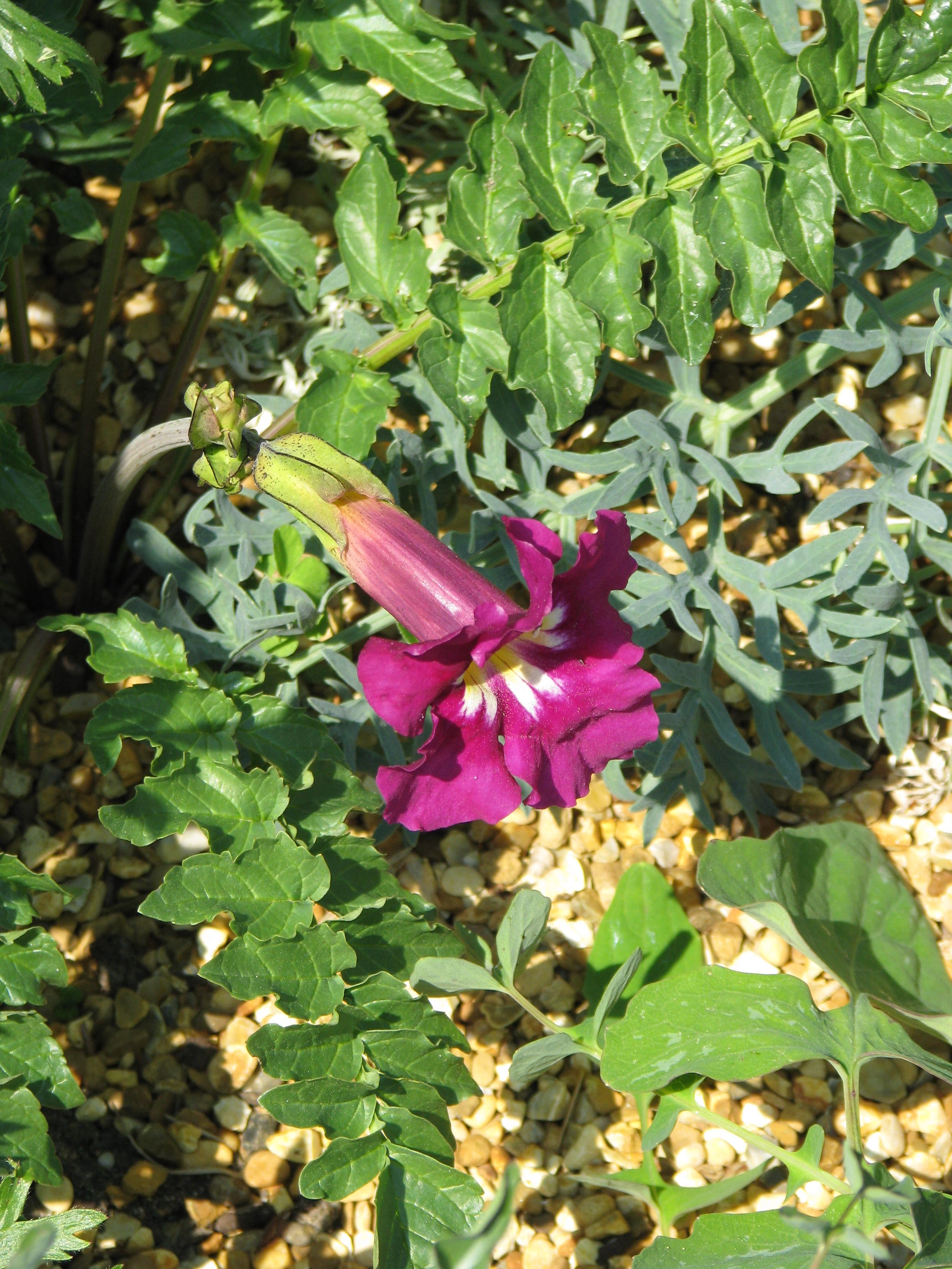 Incarvillea zhongdianensis (8976337755).jpg