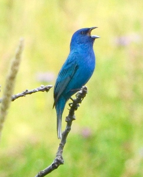 Fileindigo Bunting Calling Cropjpg Wikimedia Commons