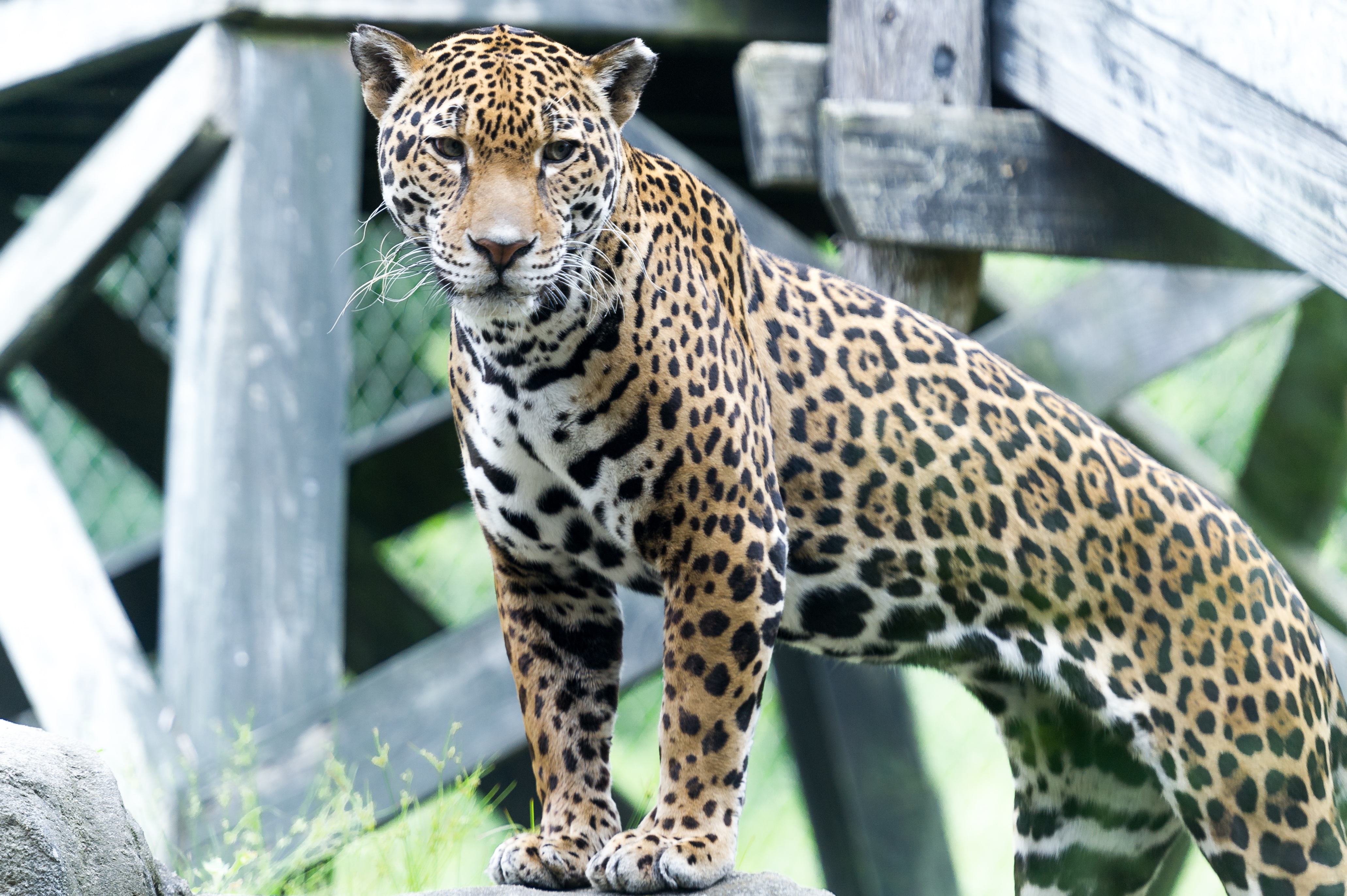 Jaguar in Front of Woodwork (19055155068).jpg