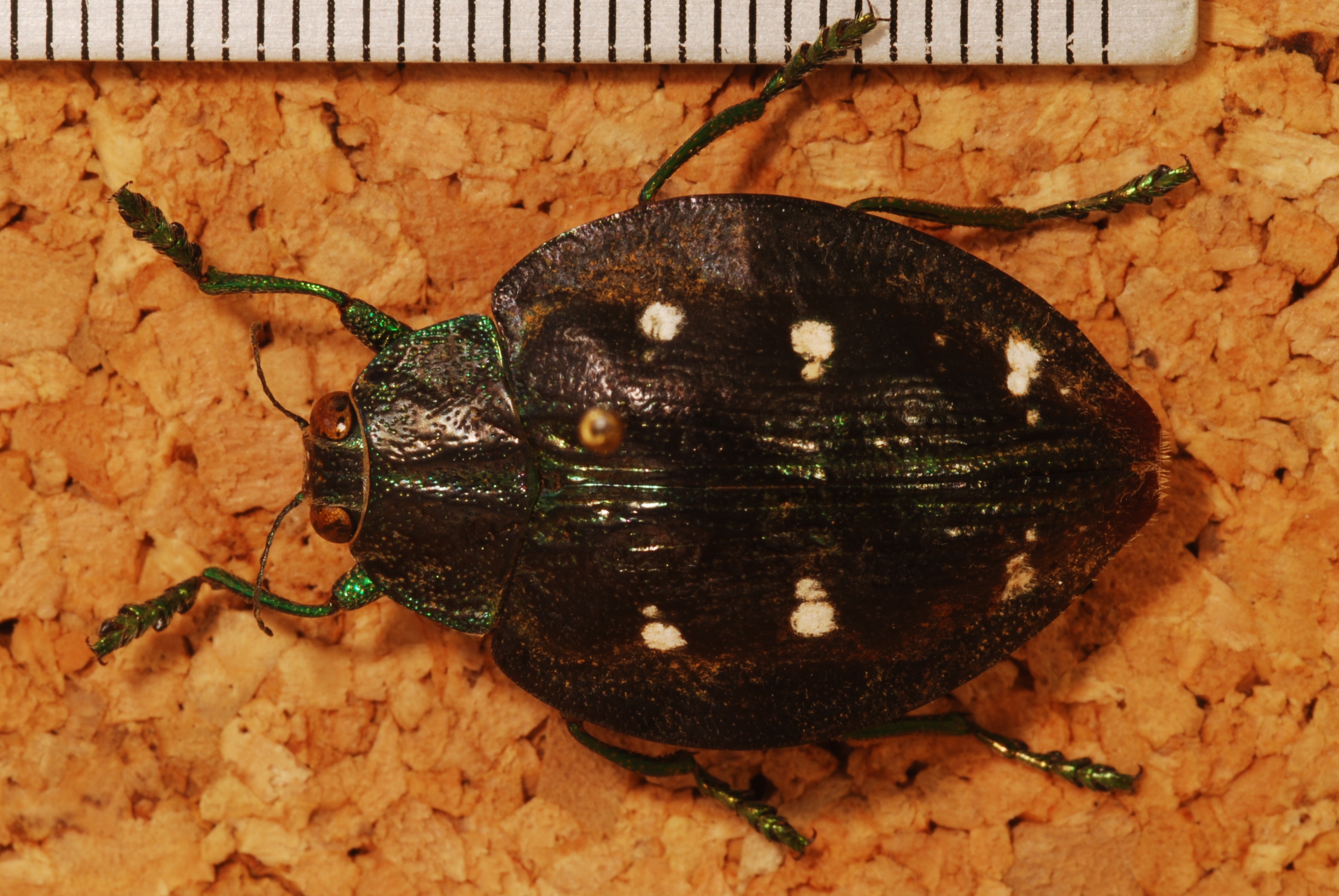 Jewel Beetle (Polybothris auriventris) (8229650895).jpg