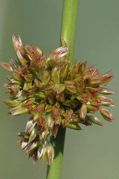 File:Juncus.conglomeratus.jpg