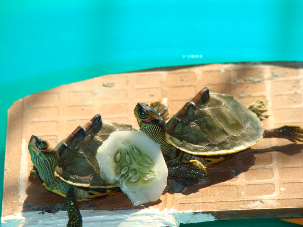 Sea Turtle Turtle Sea Hibiscus Flower Nail Art Decals - Etsy