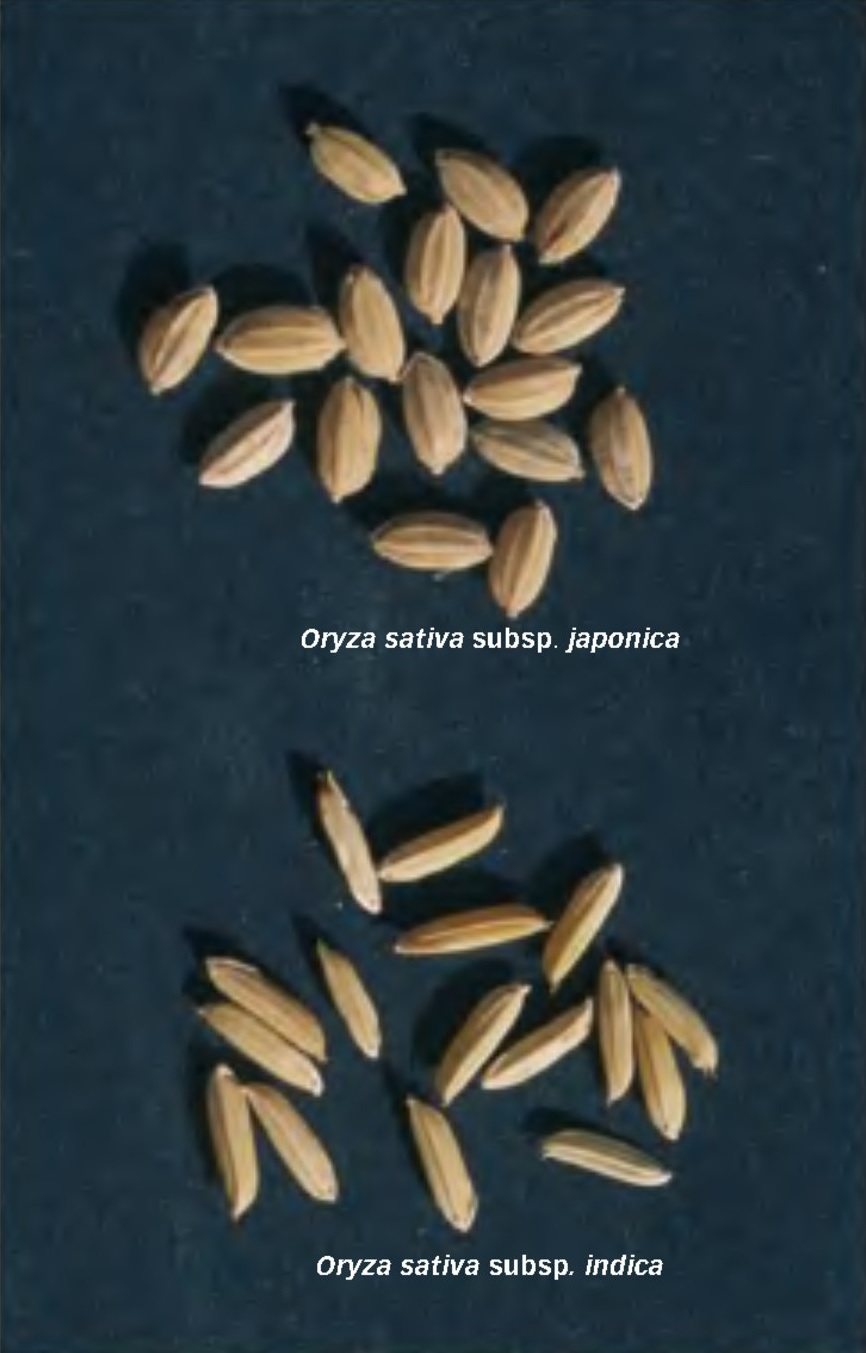 File:LPCC-661-Grans d'Oryza sativa indica i japonica.jpg - Wikimedia Commons