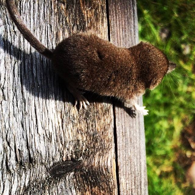 The average adult size of a Laxmann's shrew is  (0' 3