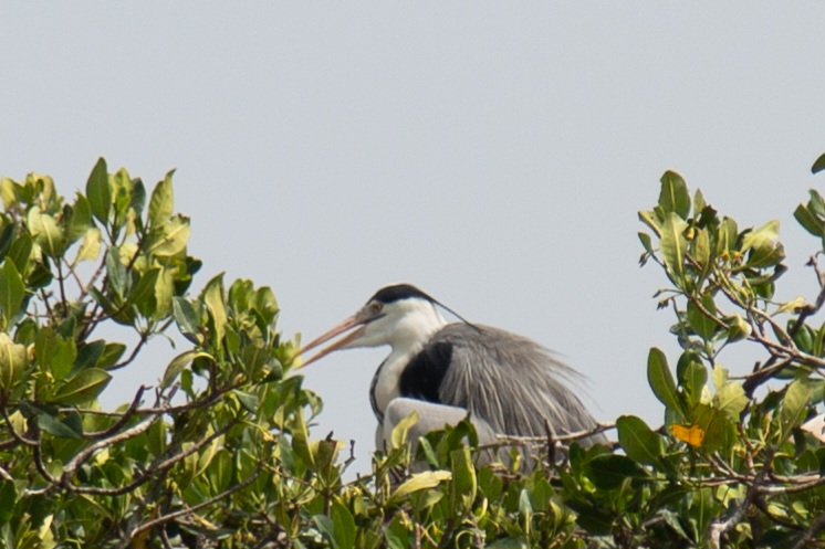 File:Le HÉRON cendré (oiseau 1) à somone.jpg