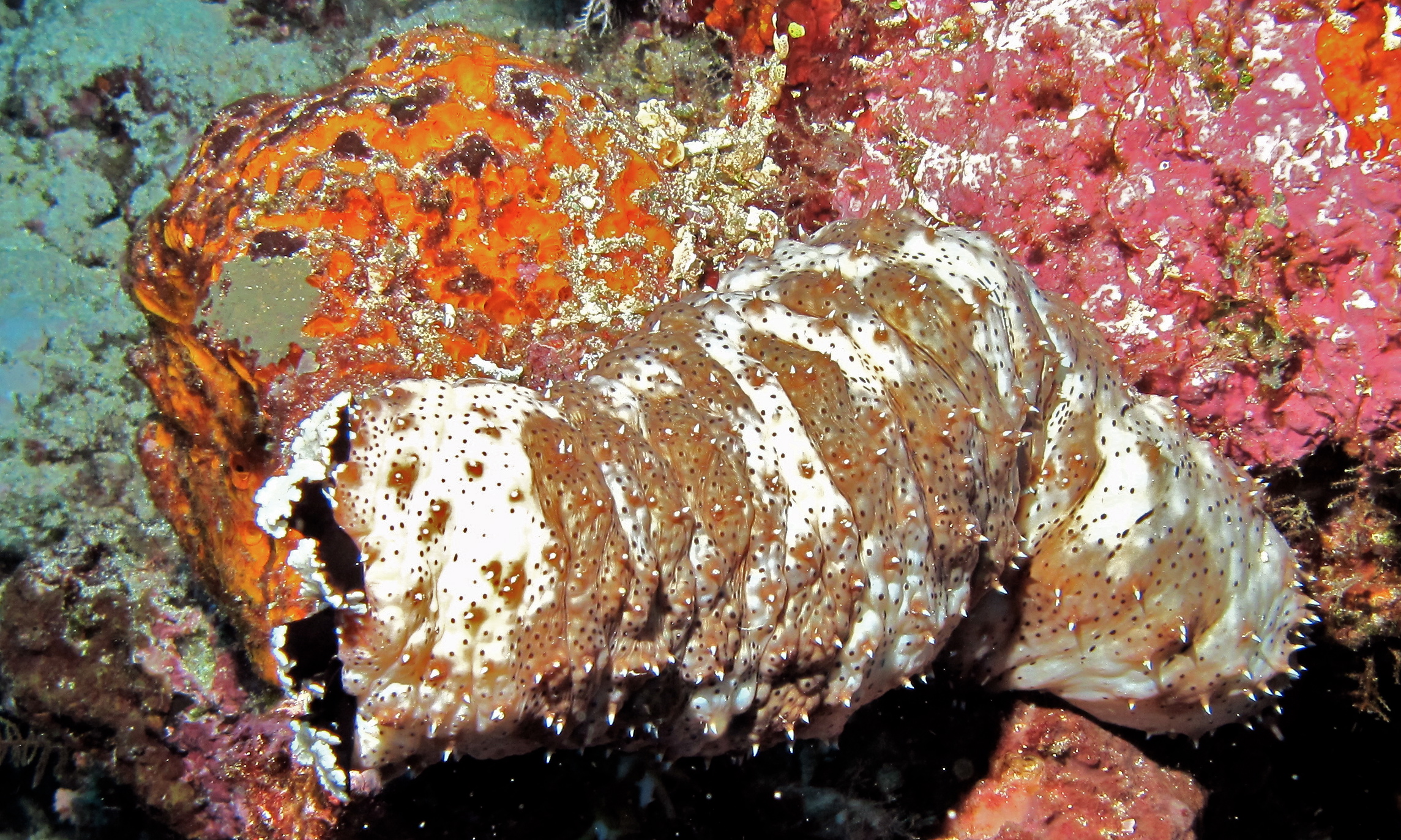 Leopard Sea Cucumber (Pearsonothuria graeffei) (8481746721).jpg