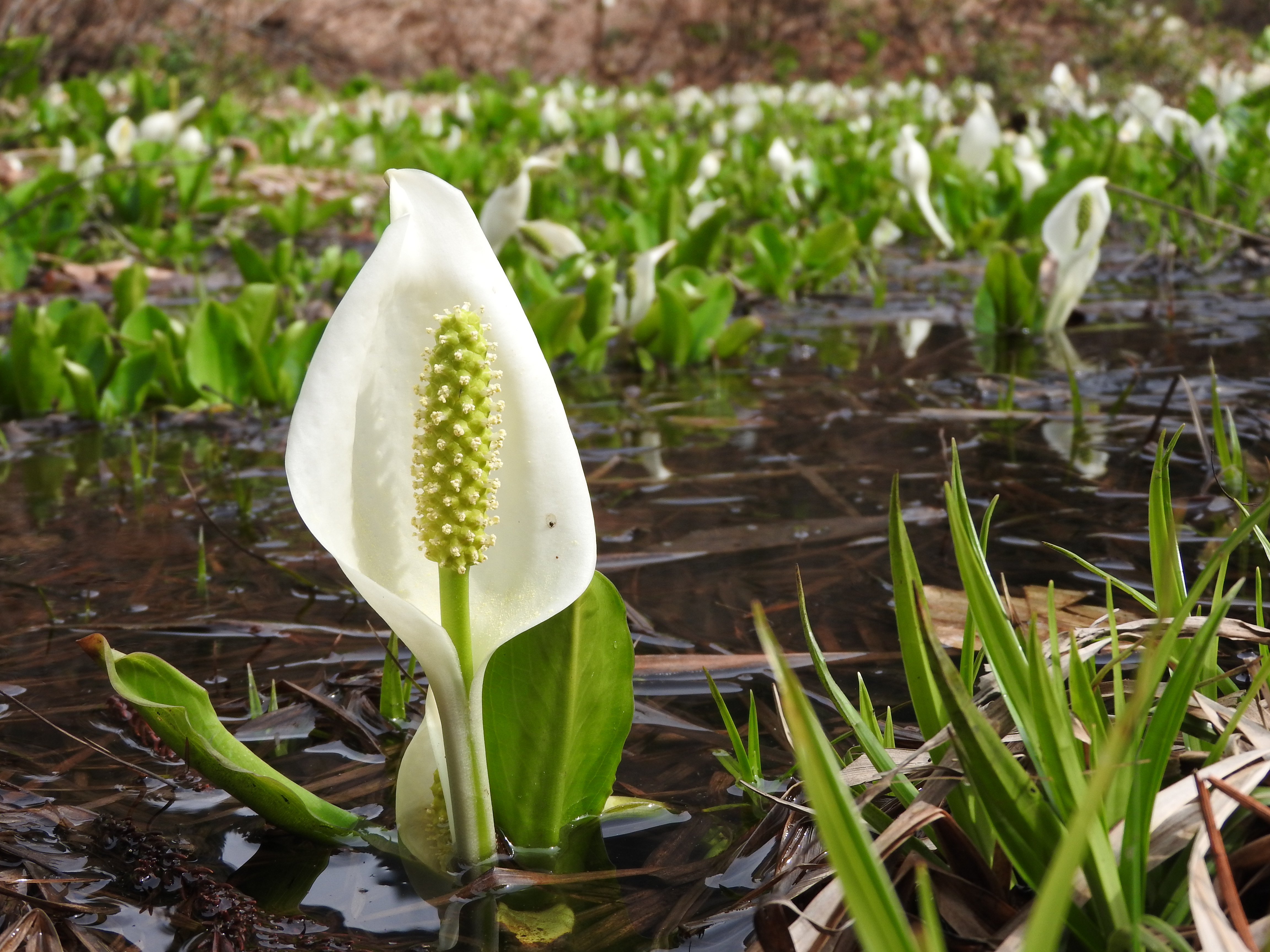 Lysichiton Camtschatcensis Wikimedia Commons