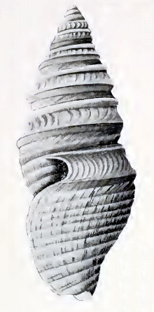 <i>Microdrillia commentica</i> Species of gastropod