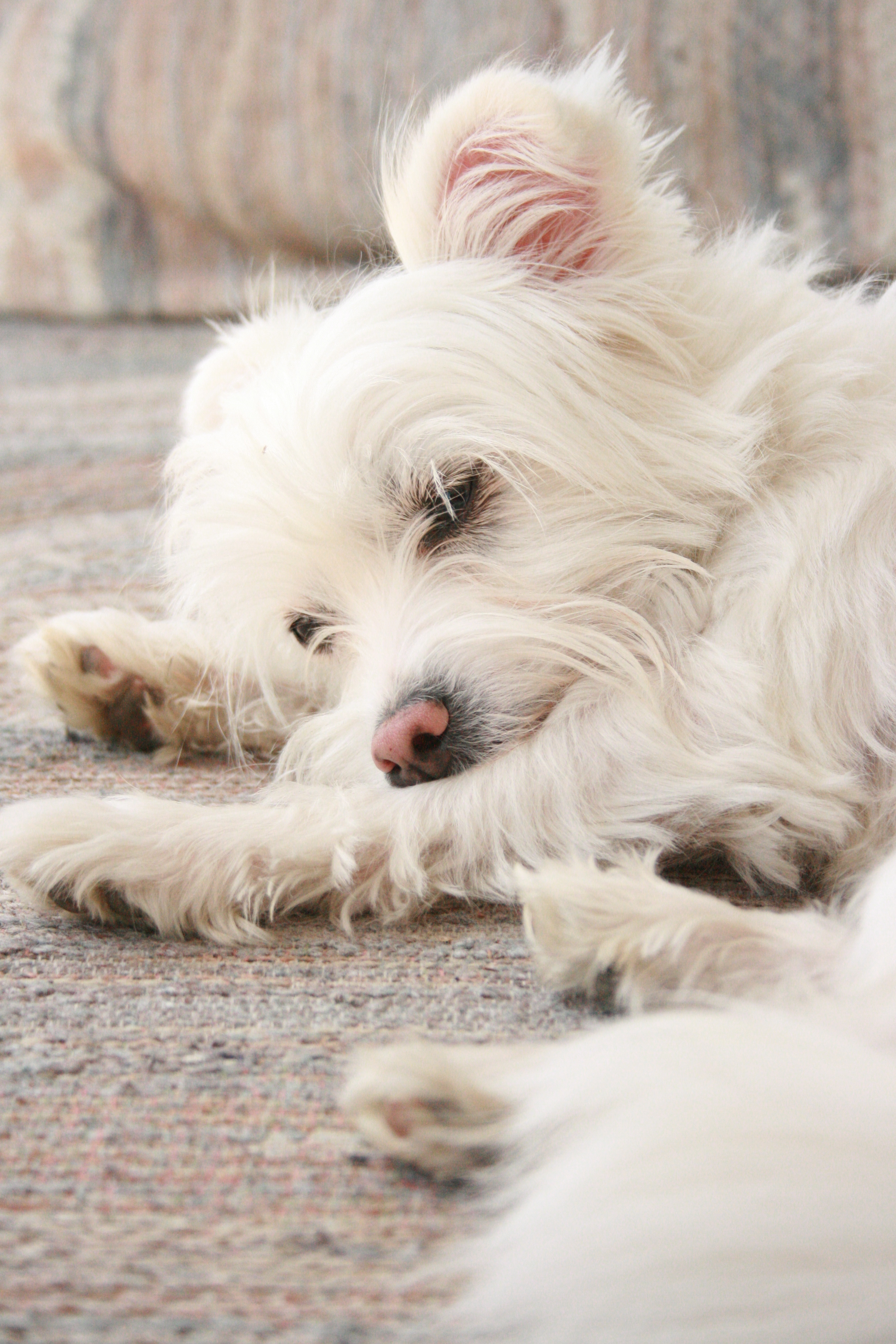 Description Mixed-breed dog white sleeping.jpg