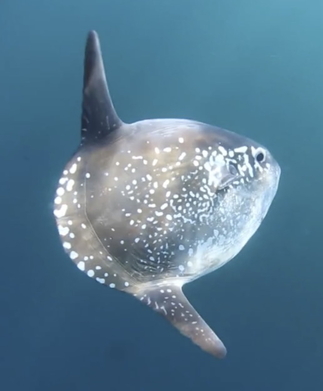 mola tecta underwater