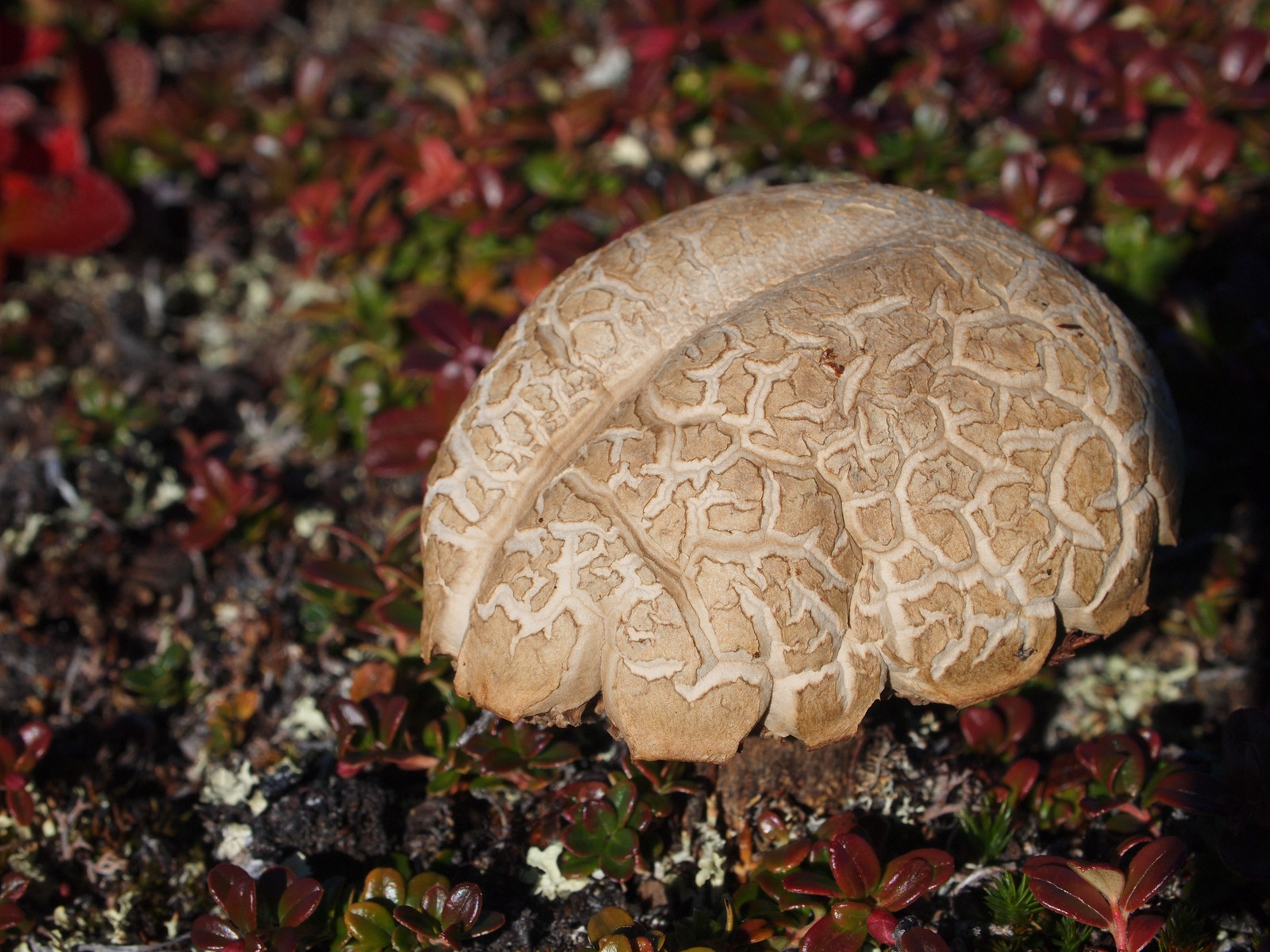 Грибы вызывают. Prime Mushroom Brain. Prime Mushroom Brain Reviews.