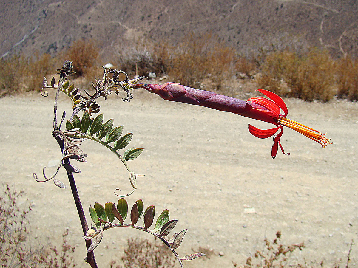 Mutisia coccinea