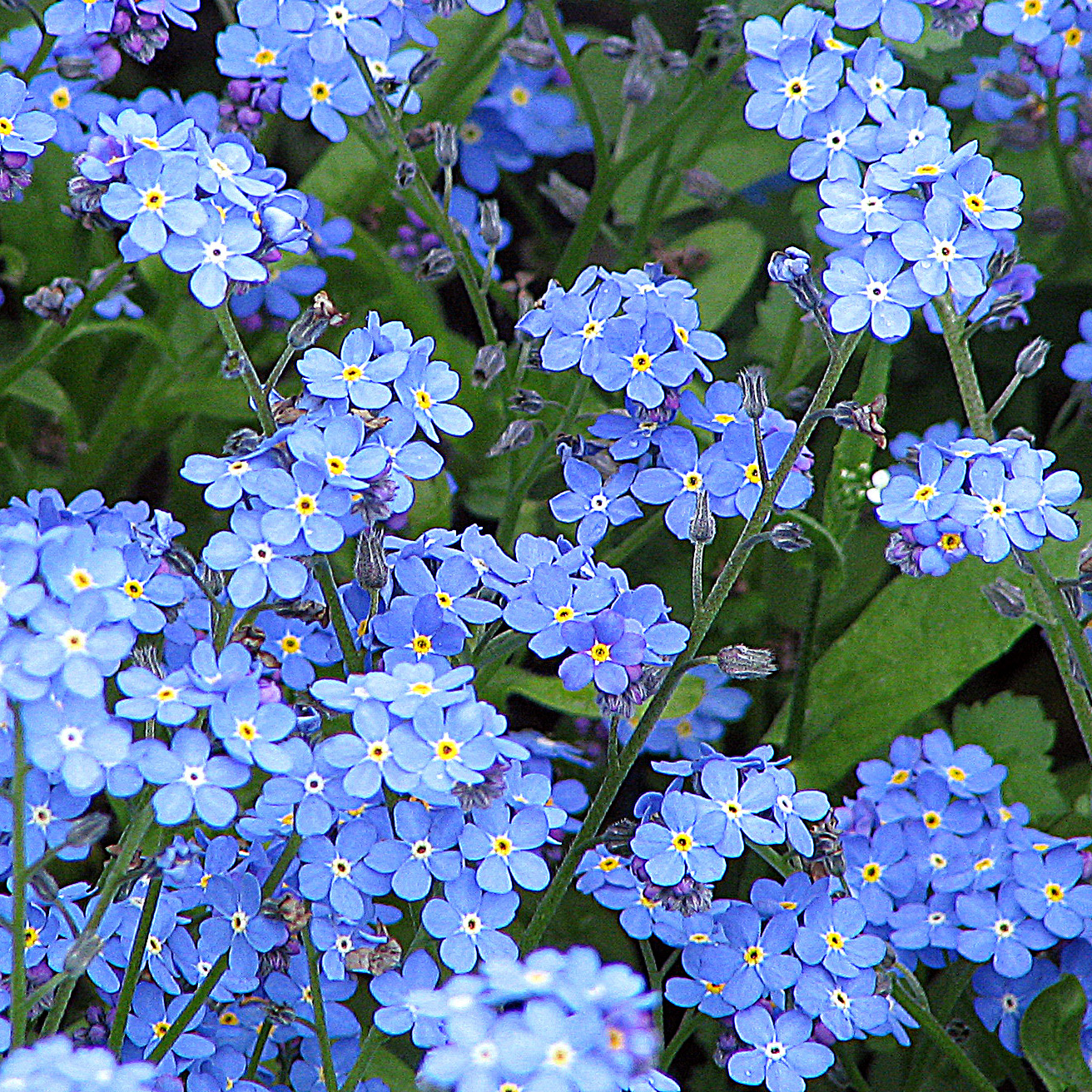 Незабудка Болотная semperflorens