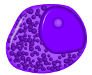 خلية نخاعية قبلية للخلية المتعادلة
