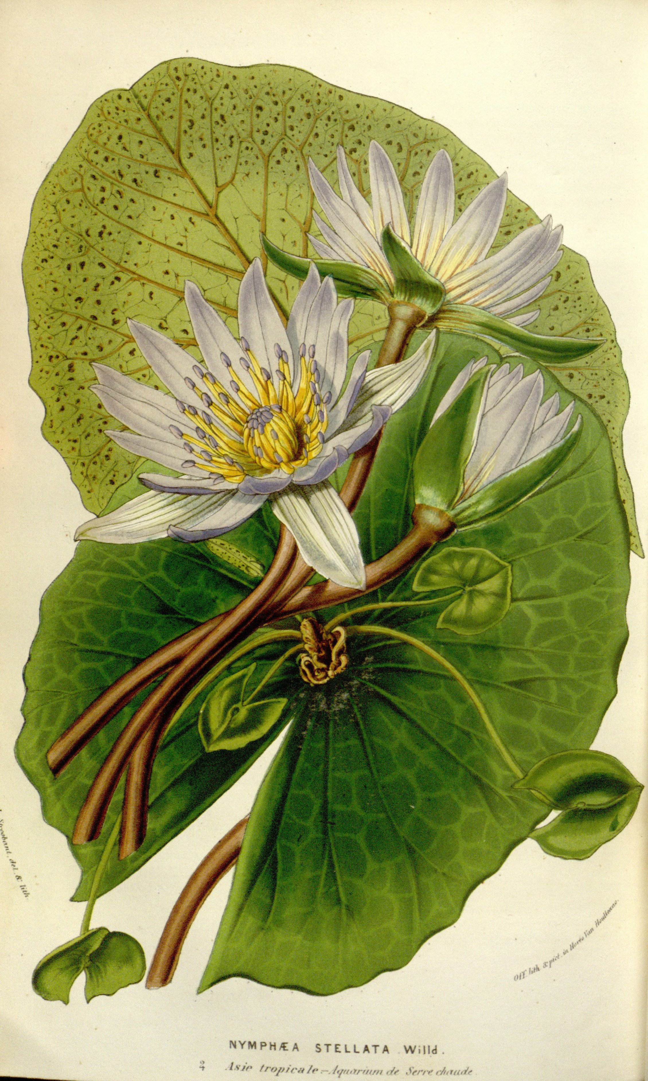 Красивая ботаника. Nymphaea Lotus Ботаническая иллюстрация. Ботаникал арт Botanical. Нимфея стеллата. Кувшинка Ботанический атлас.