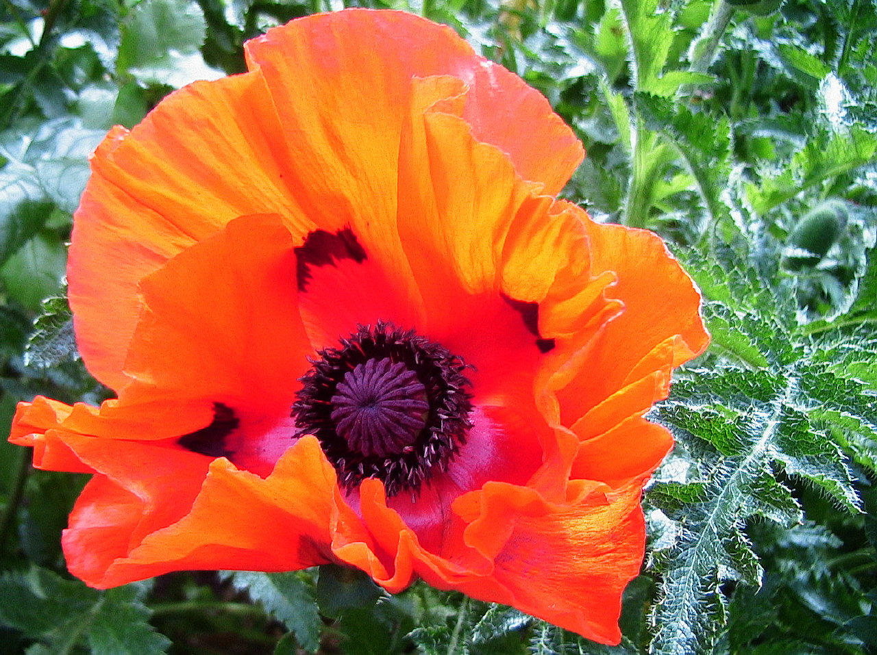 Orange poppy. Мак Восточный Распберри куин. Мак Восточный Papaver orientale 'Cedar Hill'. Мак Восточный Orange Glow (Орандж Глоу). Мак Papaver Prince of Orange.