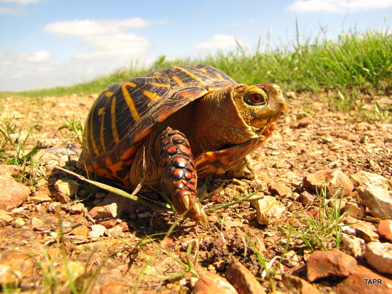 File:Ornate Box Turtle (Terrapene ornata ornata) (a9f6513e-32c8-46b8-9e3b-775b7d51c35d).jpg