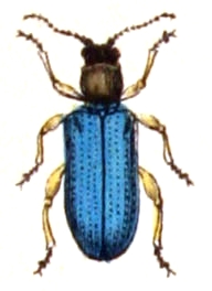 File:Oulema.melanopus.-.calwer.42.08.jpg