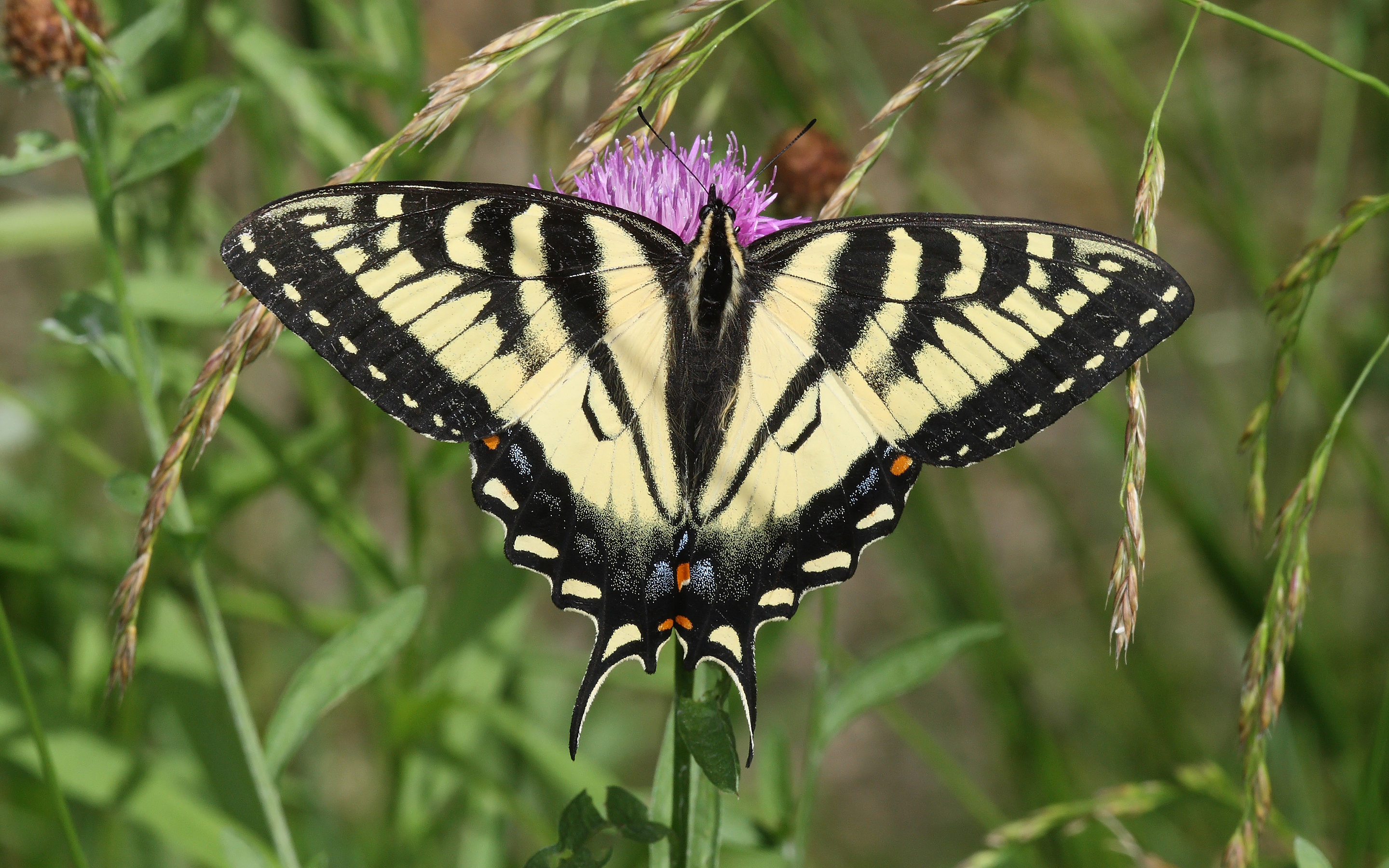 Papillon tigr du Canada Wikip dia