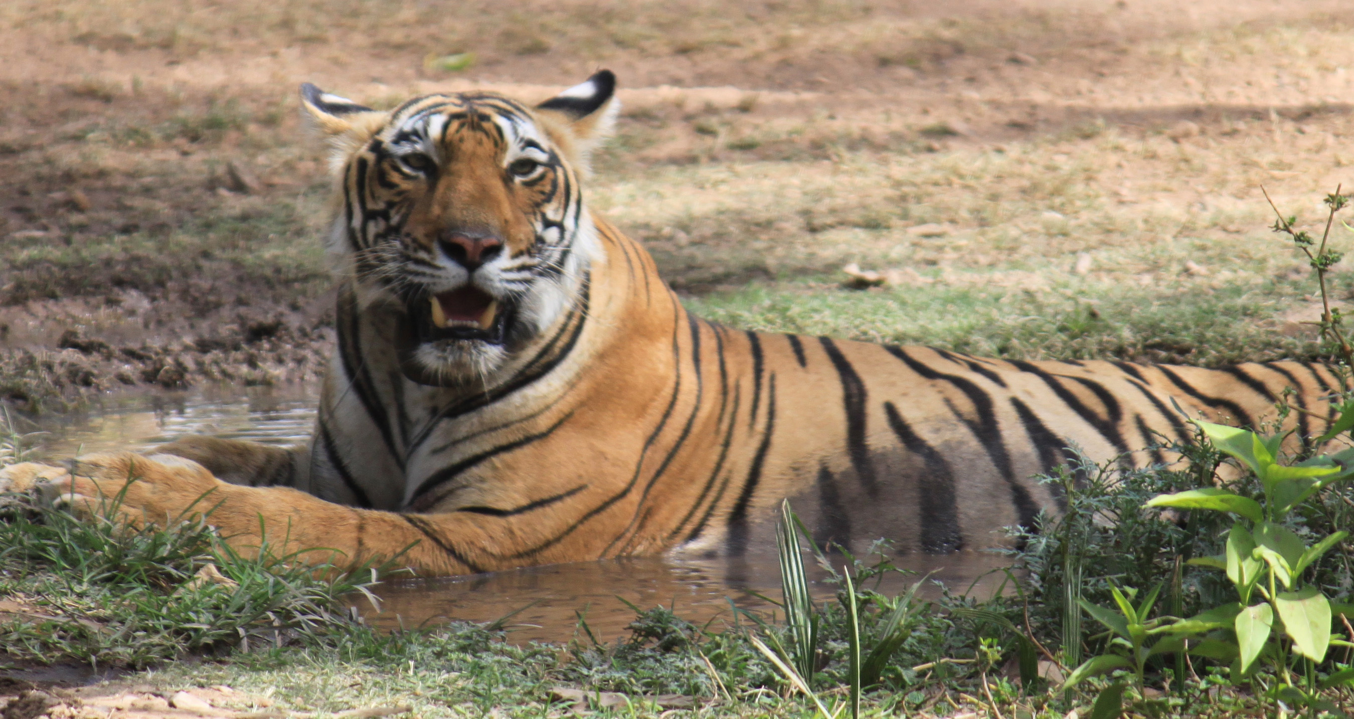 A tiger in Ranthambore national park