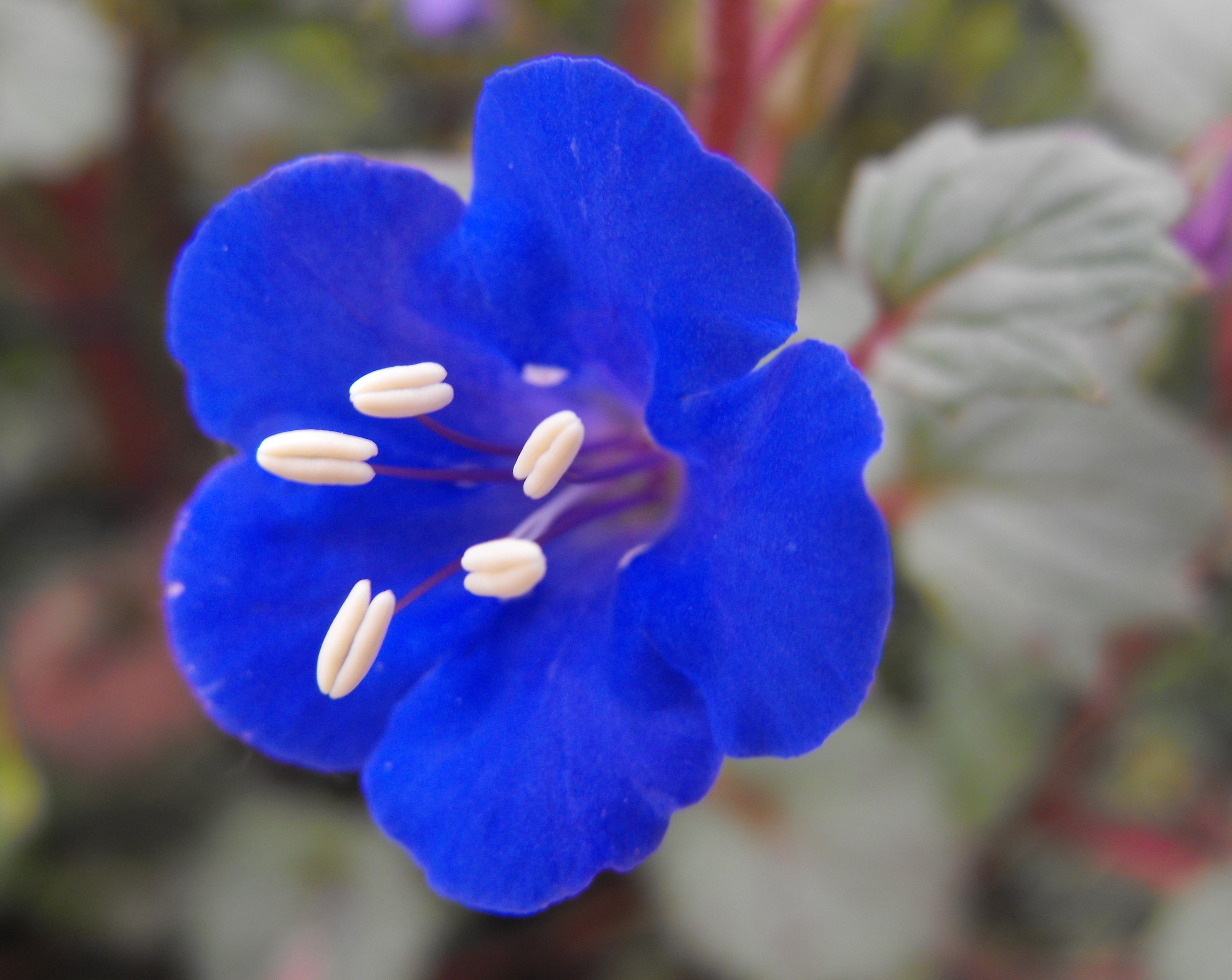 Phacelia campanularia - Wikipedia