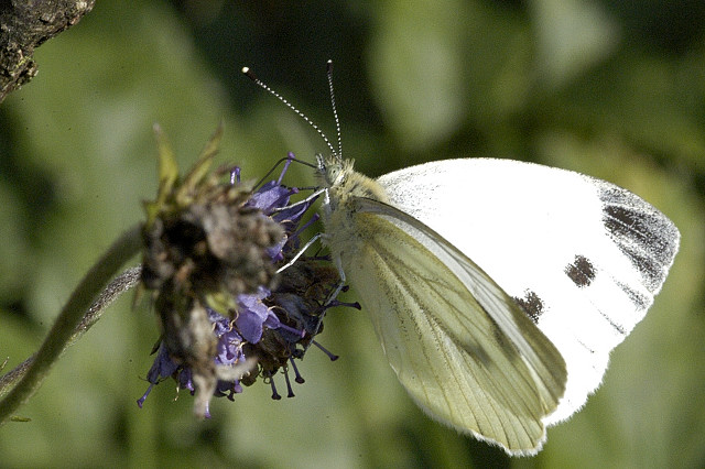 File:Pieris.rapae2.-.lindsey.jpg